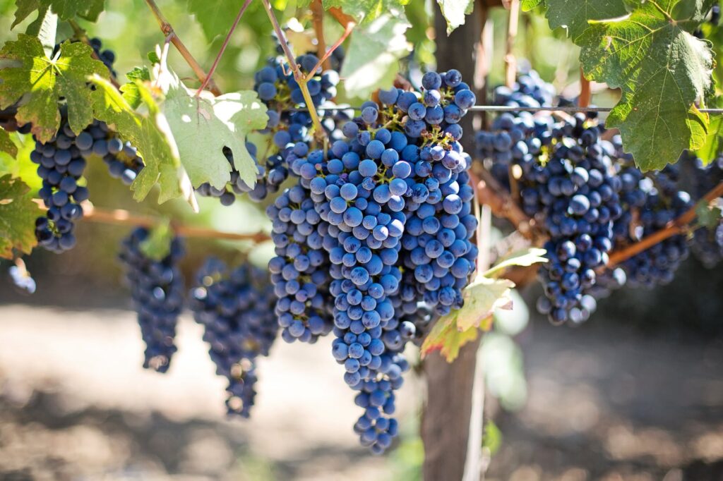 purple grapes vineyard napa valley napa vineyard 45209 grapes vineyard vine purple grapes