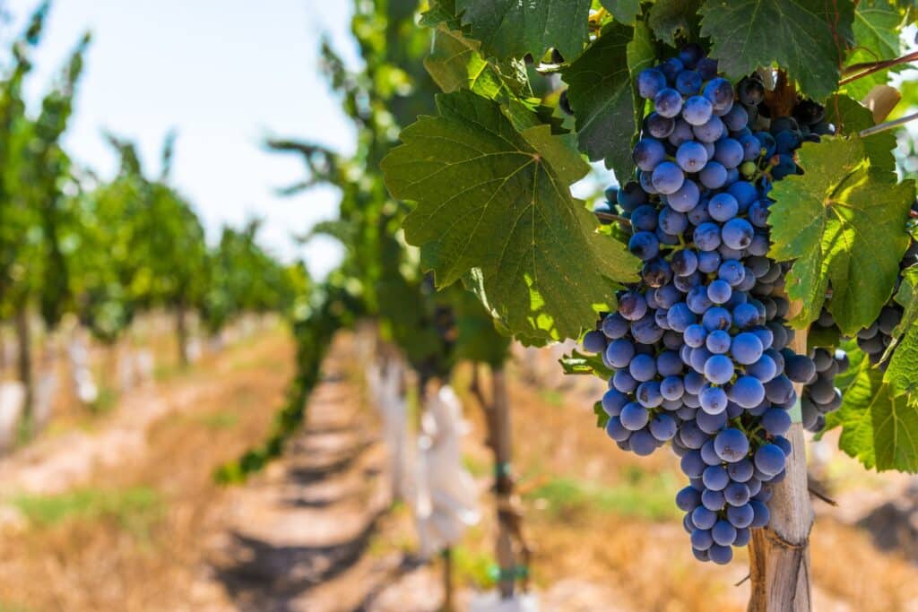 uva malbec uva malbec
