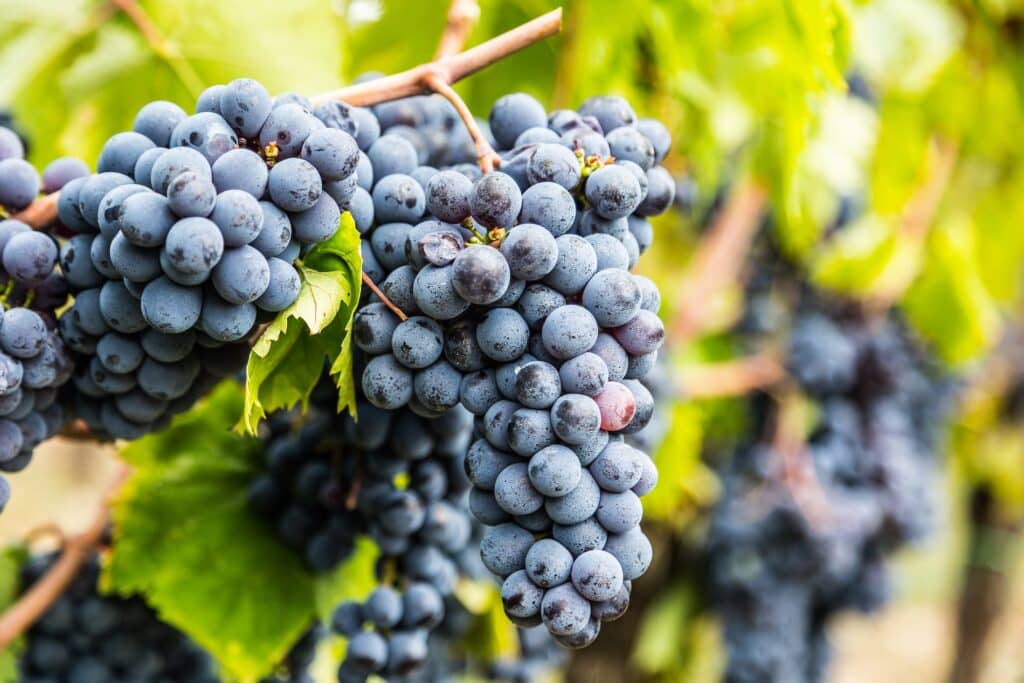 Sangiovese shutterstock 1731583456 Vinhos da itália